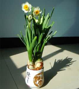 水仙花水培方法图解 水仙水培方法（图）