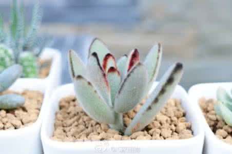 达摩兔耳浇水 达摩兔耳怎么养