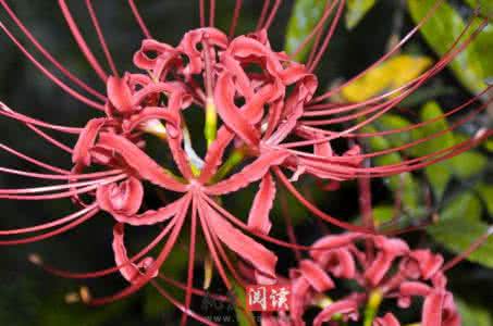 彼岸花的种植方法 彼岸花种植方法 彼岸花的种植方法探究