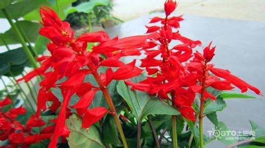 花卉病虫害防治大全 【花卉知识】 一串红十大虫病害及解决方法