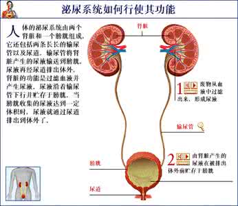 膀胱结石的症状与治疗 膀胱结石的原因 膀胱结石的症状与治疗