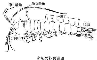 虾米音乐的缓存目录 穴虾目