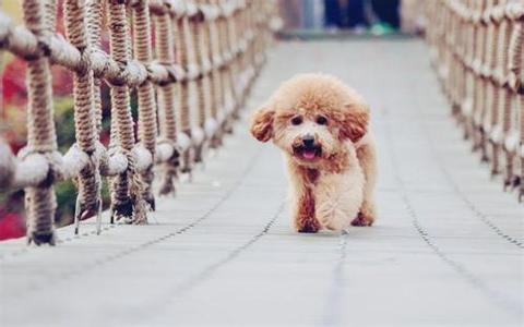 泰迪多大可以配种 泰迪犬多大开始发情