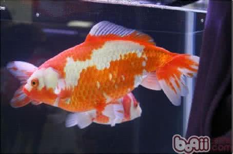 观赏鱼专用盐放多少 给观赏鱼下盐的正确做法