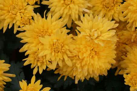 菊花在什么季节开放 菊花在什么季节?