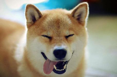 怎么区别柴犬和土狗 柴犬是什么狗