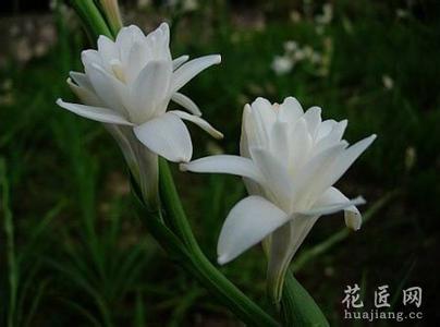 晚香玉精油的功效 晚香玉药用功效及其作用