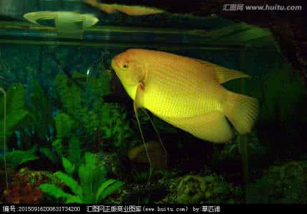 什么颜色的窗帘最招财 3种颜色最招财