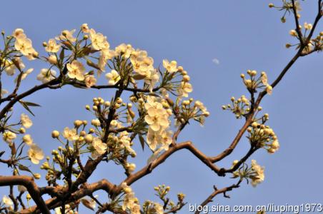 中华新韵七绝的平仄 【梨花四月】七绝 清明寄梨花【新韵】