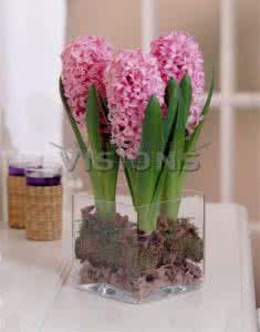 风信子的养殖方法 养殖风信子的具体方法