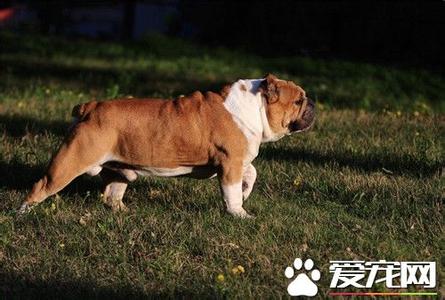 法国斗牛犬怎么养 斗牛犬怎么养