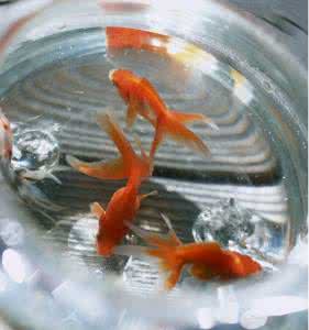 金鱼对水温的要求 金鱼对水温有什么要求