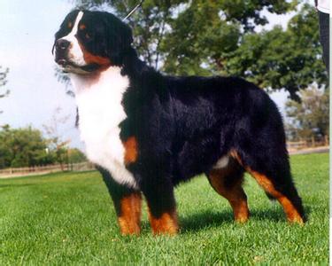 犬怎么训练 伯恩山犬怎么训练