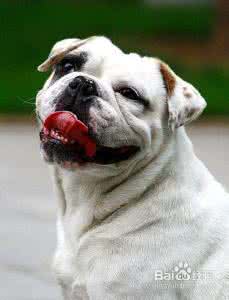 老外读懂中国表情包 从表情和动作读懂狗狗情绪