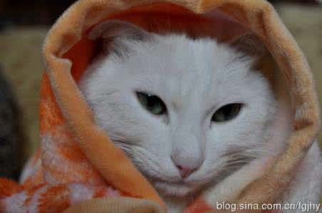 七绝 猫 【七绝】猫冬闲话两首（七绝56法之二十三）