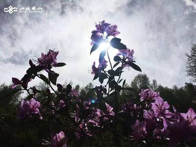 杜鹃花开败后如何修剪 杜鹃花开败后如何修剪 四姑娘山 · 杜鹃花开,思恋成灾