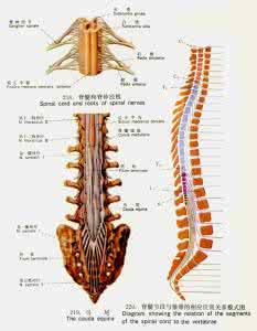 脊髓治疗 脊髓