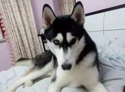 爱 心机 手段 套路 心机狗狗招式总结:四大手段让你防不胜防!