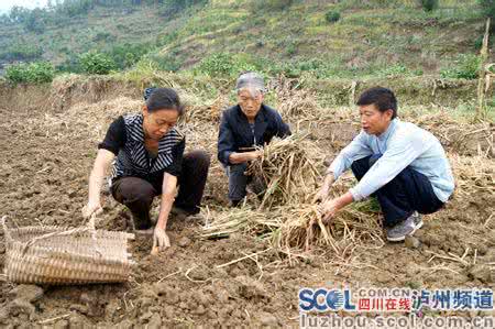 小型马铃薯播种机 马铃薯栽种机