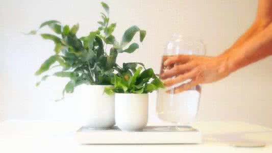 多肉植物需要浇水吗 多肉植物浇水要讲究