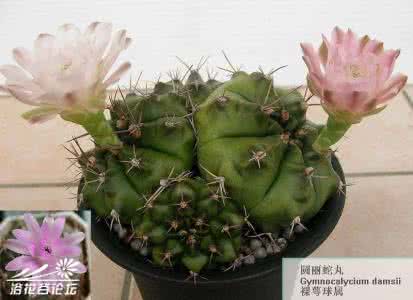 仙人掌科植物图鉴 仙人掌科植物的几项常见误解