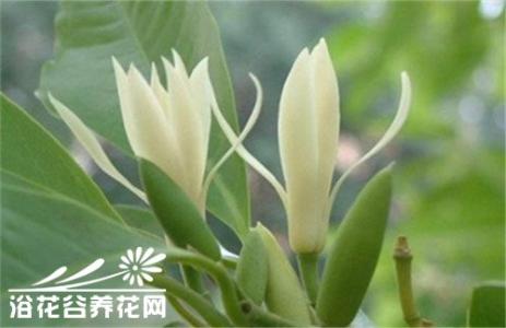黄桷树种植要点 黄桷兰种植要点
