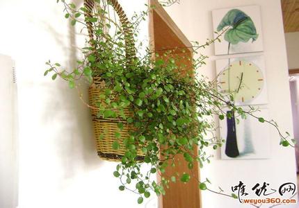 佛珠吊兰怎么养长的快 佛珠吊兰的养殖方法详解