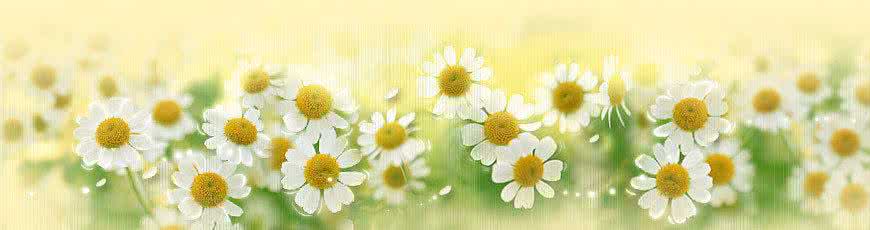 鸡蛋壳泡醋浇花 蛋壳加点醋，保你的花四季绿油油！