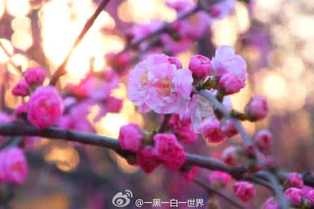 雁栖湖冰雪节2017 雪栖梅枝，开一树香