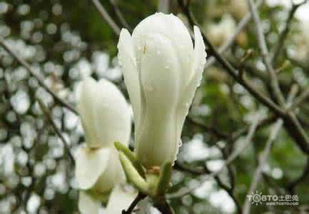 玉兰花的习性特点