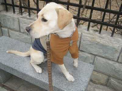 女生为啥不能养泰迪 女生为什么不能养泰迪 家有男孩一定不能这样养！