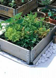 什么种植赚钱 家庭种菜陶砾花盆栽培方法