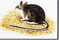 白足澳洲林鼠(图)