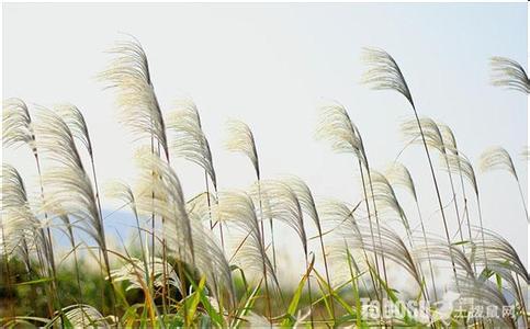 芦苇的用途 芦苇用途 芦苇的用途主要有什么