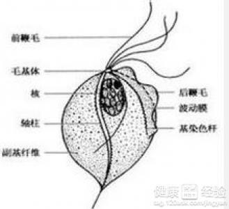 龟头炎长期不治 龟头炎长期不治 肾虚长期不治会怎么样？