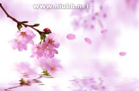 智慧背囊 【智慧背囊】“二流子”蚂蚁