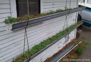 阳台种菜diy木 阳台种菜DIY
