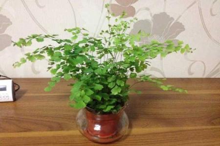 好养的植物盆栽有哪些 好养的盆栽植物 盆栽植物到底怎么养