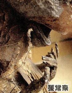 最古老的木乃伊 最古老的木乃伊 日本最大最古老“人鱼”木乃伊