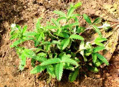 治糖尿病最好的方法 治疗糖尿病特效方