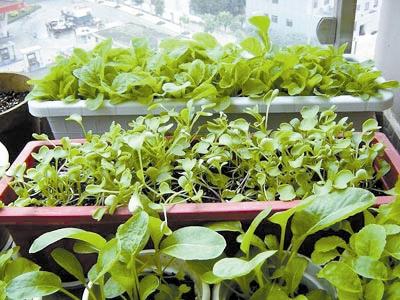 中国武术是花架子 他花三十块DIY一个架子在阳台种菜，种了上十种蔬菜，采摘不停