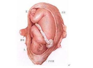 二胎胎儿什么时候入盆 怀孕二胎什么时候入盆 胎儿什么时候才会入盆