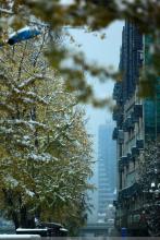 山茱萸 山茱萸 雪后街景（山茱萸89）/五律