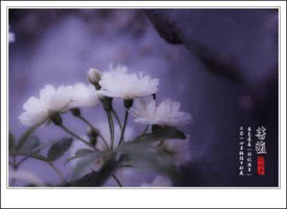 灵魂美文 文字,摇曳着灵魂的芳香【情感美文】