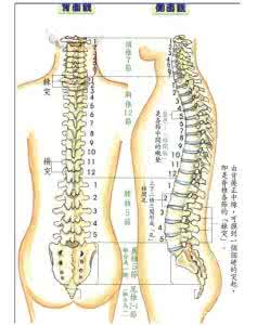 颈椎胸椎腰椎图解 穴位治      颈椎、胸椎、腰椎