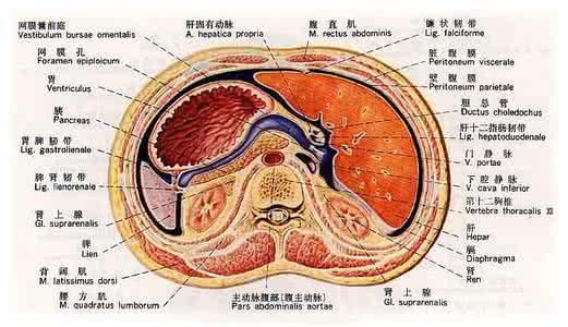 腹膜疾病 腹膜腔疾病