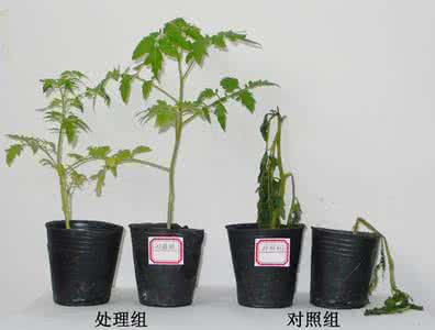 植物抗性论文 植物抗性