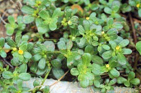 马齿苋 马齿苋的时代已过去，现在该他上场了