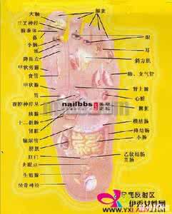 面部对应的脏腑图 面部与脏腑相对应 ● 【图文】