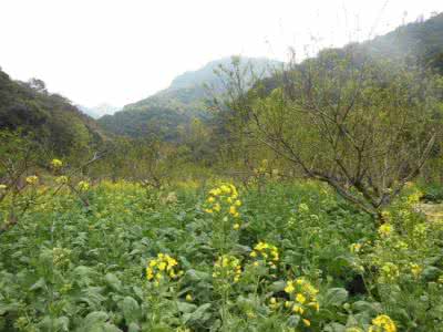 夹竹梅花 李三素：夹竹梅花穴向水路吉凶断